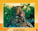 Imaginary Safari  Leopard
