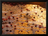 Lotus Pond