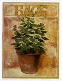 Sage
