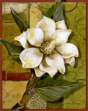 Beautiful Magnolia I