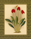 Classic Orchids II