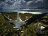 A Wandering Albatross Strikes a Courtship Pose