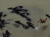 A Young Herder Backflips Off a Water Buffalo into the Turag River