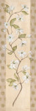 Asian Dogwood
