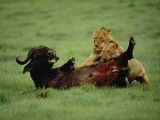 A Wounded Cape Buffalo Falls Prey to a Pair of Young Lions