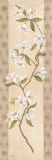 Asian White Cherry