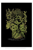 Weinmann Botanical on Black V