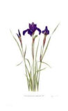 Siberian Iris `Sapphire Royal`