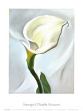 Calla Lily Turned Away  1923