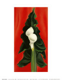 Calla Lilies on Red  1928