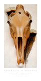 Mule Skull and Feathers