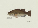 Largemouth Bass Fish