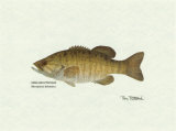 Smallmouth Bass Fish