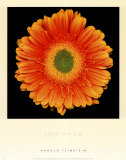 Radiance