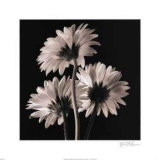 Gerber Daisies II