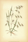Grasses I