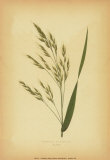 Grasses V