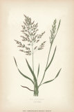 Grasses VI
