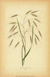 Grasses II