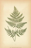 Fern VI