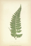 Fern IV