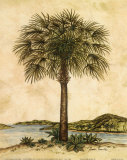 Palm Paradise II