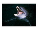 The Dolphin