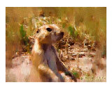 The Prairie Dog
