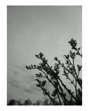 Macon in B&W; Saige