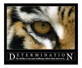Determination - Siberian Tiger Eye