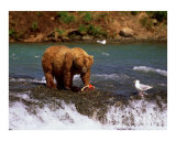Bear Eating Fish