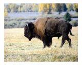 The Great Plains Buffalo