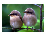 Two Little Birds