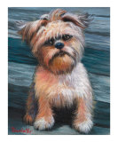Little Brussels Griffon