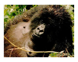 The Great Gorilla