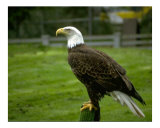 The Eagle