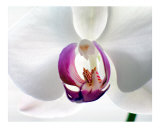 Phalaenopsis Orchid  1