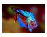 Tropical Rainbow Fish