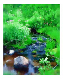 A Beautiful Mountain Stream