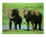 Two Big Elephants