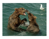 Two Mountain Bears Playing