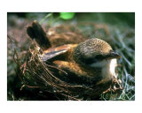 The Bird Nest