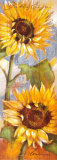 Head of the Sun