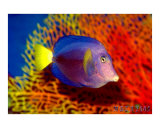 The Tropical Fish