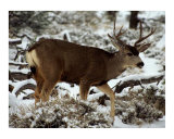 The Mountain Deer