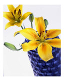 Yellow on Blue