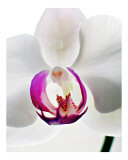 Phalaenopsis Orchid  2