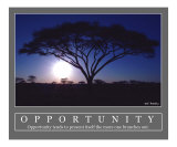 Opportunity - Acacia Tree  Africa