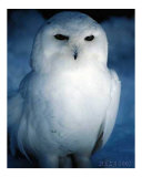 The Great White Owl