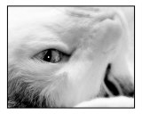 Upside Down Cat in Black and White